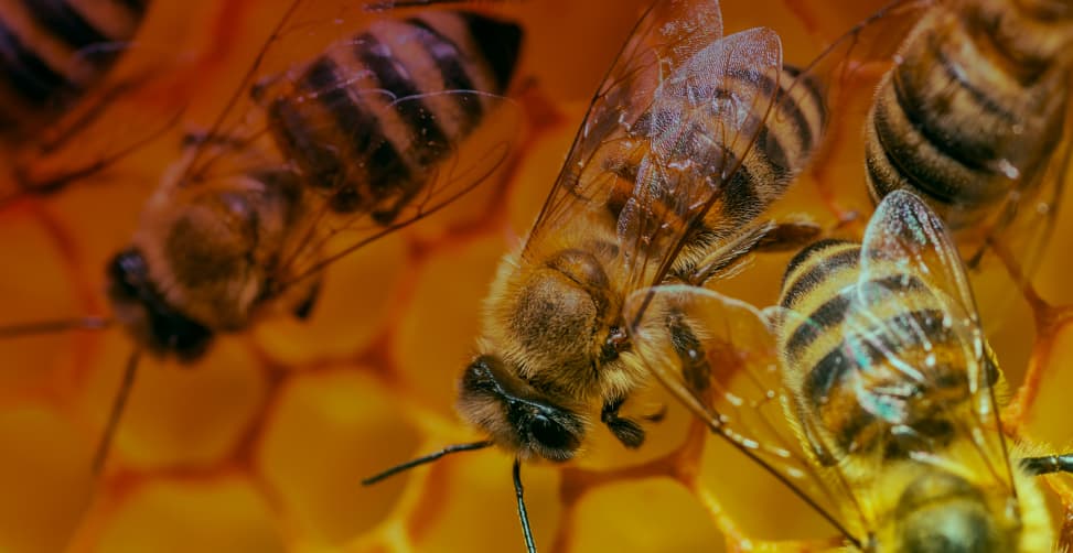 Bees background